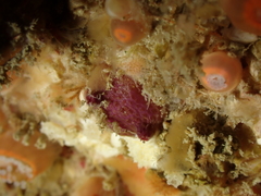 Pyura tessellata