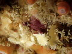 Pyura tessellata