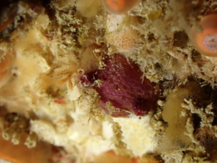 Pyura tessellata