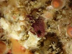 Pyura tessellata