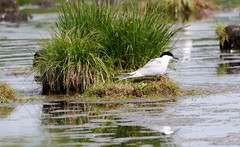 Sterna hirundo longipennis