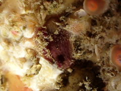Pyura tessellata