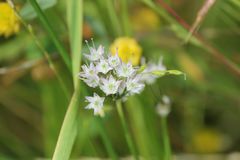 Allium macrostemon