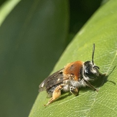 Andrena