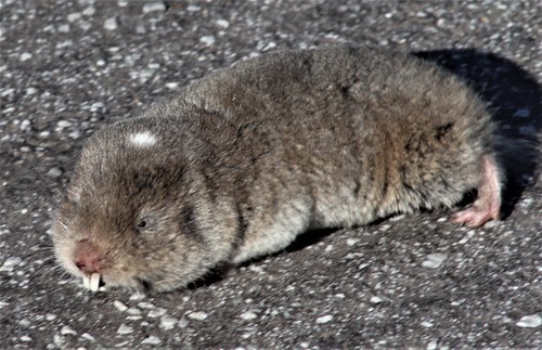 Common Mole-rat (Cryptomys hottentotus)