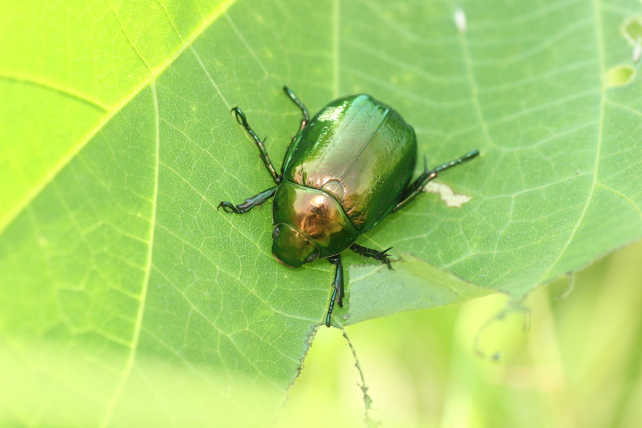 Mimela splendens (Gyllenhal, 1817)