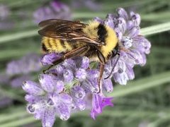 Bombus fervidus