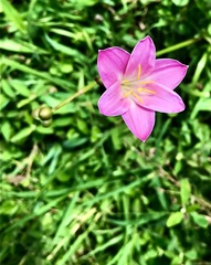 Zephyranthes rosea