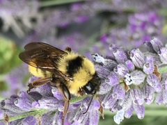 Bombus fervidus