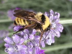 Bombus fervidus