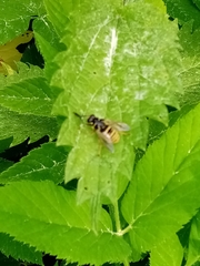 Temnostoma vespiforme