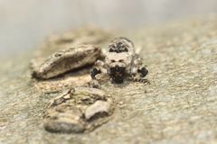 Gasterocercus longipes
