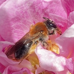 Andrena