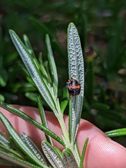 Harmonia axyridis