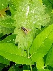 Temnostoma vespiforme