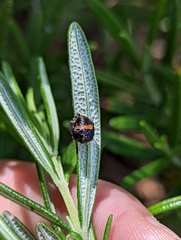 Harmonia axyridis