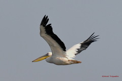 Pelecanus onocrotalus