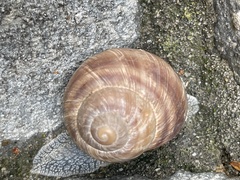 Helix thessalica