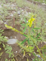 Melilotus suaveolens