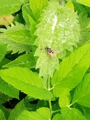 Temnostoma vespiforme