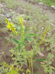 Melilotus suaveolens