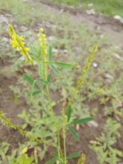 Melilotus suaveolens