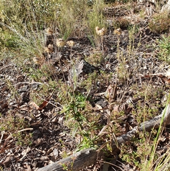 Coronidium oxylepis lanatum