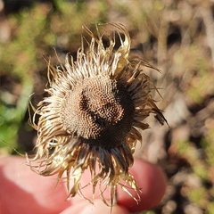 Coronidium oxylepis lanatum