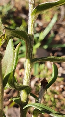Coronidium oxylepis lanatum