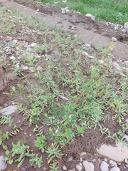 Melilotus suaveolens