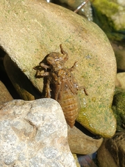 Cordulegaster boltonii