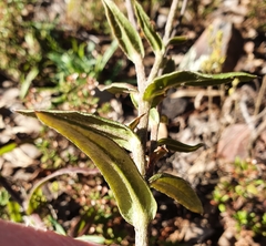 Coronidium oxylepis lanatum