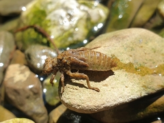 Cordulegaster boltonii