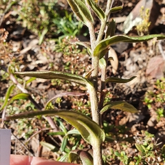 Coronidium oxylepis lanatum
