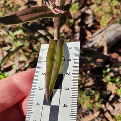 Coronidium oxylepis lanatum