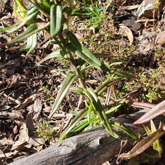 Coronidium oxylepis lanatum