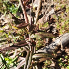 Coronidium oxylepis lanatum
