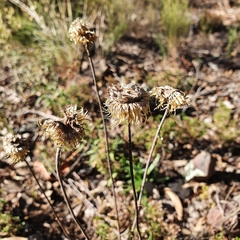 Coronidium oxylepis lanatum