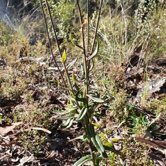 Coronidium oxylepis lanatum