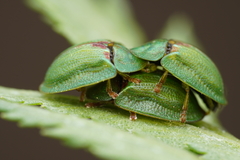 Cassida stigmatica