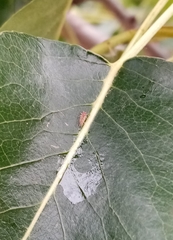 Cacopsylla pyri