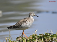 Calidris pugnax