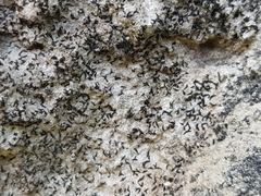 Arthonia calcarea