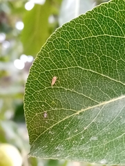 Cacopsylla pyri