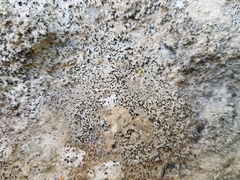 Arthonia calcarea