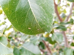 Cacopsylla pyri