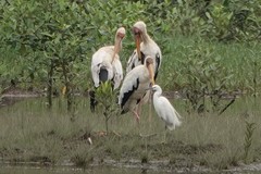 Mycteria