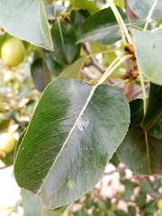 Cacopsylla pyri