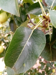 Cacopsylla pyri