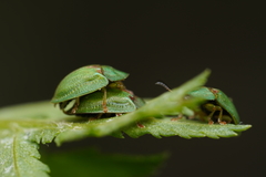 Cassida stigmatica
